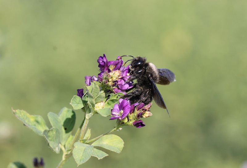 Apidae: Xylocopa violacea maschio